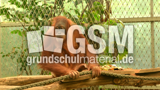 Orang-Utan.jpg
